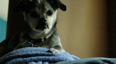 Dog lays head down and begins to doze off Stock Footage 8584836