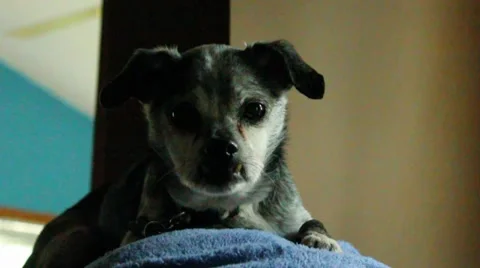 Dog lays looking at camera and looks around Stock Footage 8589367