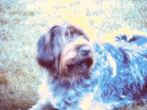 A Dog lays in the Shade Stock Footage 78012650