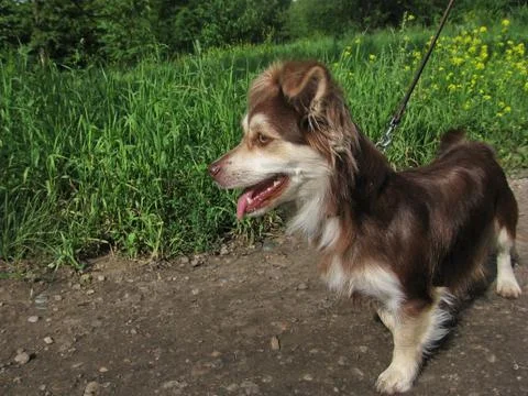 Dog on lead Stock Photos