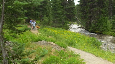 Dog leads the way Stock Footage 58829234