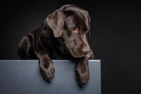 Dog leaning down from platform Stock Photos