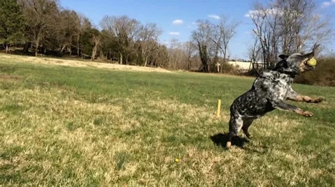 Dog Leaping for Ball Stock Footage 37123395