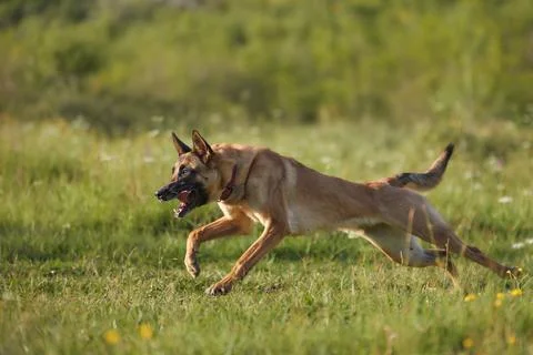 Dog leaping left with force Stock Photos