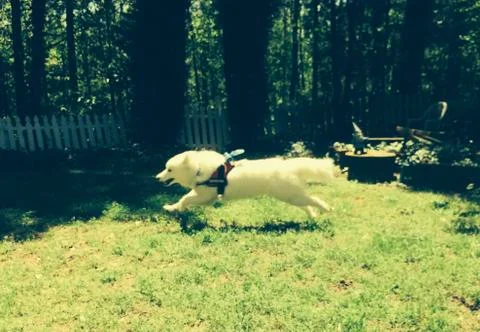 Dog leaping Stock Photos