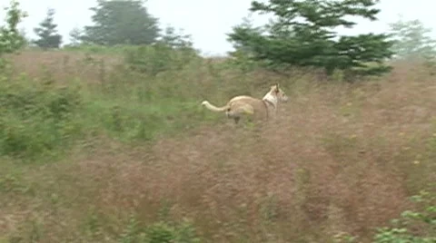 Dog leaping in slow motion Video stock 502637