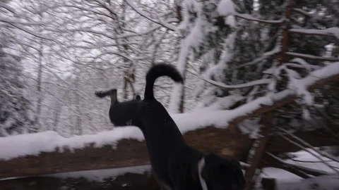 Dog Leaping Up in Snow Stock Footage 305956564