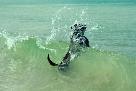 Dog Leaping Through a Wave 스톡 사진