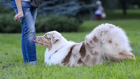 Dog is learning  commands with owner Stock Footage 90423564