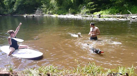 Dog Learning How to Swim 1 Stock Footage 24994364