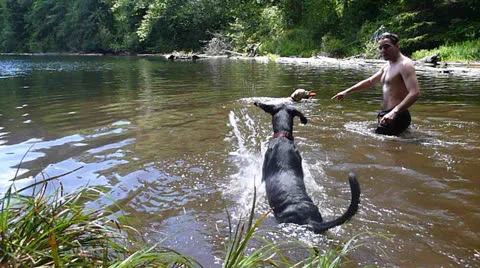 Dog Learning How to Swim 2 Stock Footage 24994722