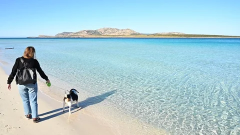 Dog on a leash almost drags its owner to the sea Stock Footage 105134376