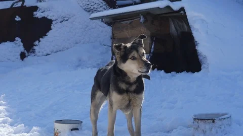 Dog on a leash barks guards the yard in winter Stock Footage 126491497