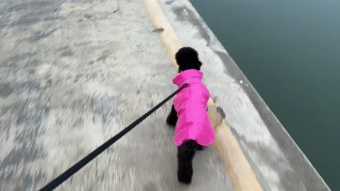 Dog on a leash dressed in pink Stock Footage 231631264