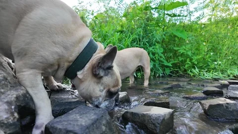 Dog on leash drinking water from forest stream. 動画素材 277491699