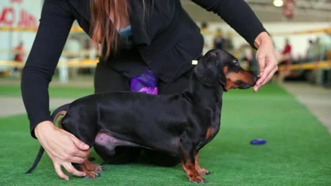 Dog on leash eats from handler hand preparing for performance adjusting stance Stock Footage 295240378