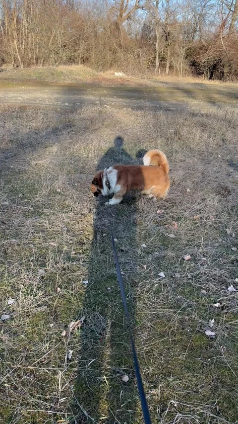A dog on a leash exploring a grassy field under the sunlight Stock Footage 304546835