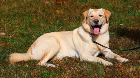 Dog on a Leash Vídeos de archivo 35721793