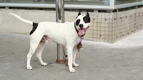 Dog on a Leash Video stock 52196151