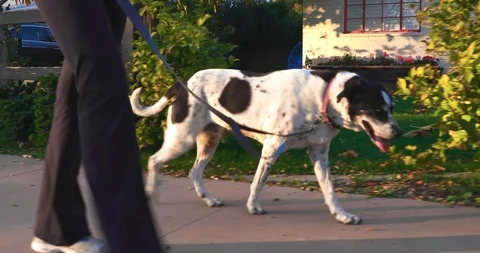 Dog on the Leash Stock Footage 122147699