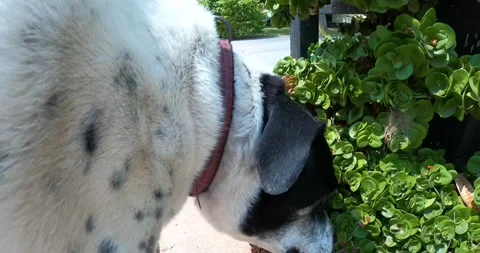 A Dog on the Leash Stock Footage 141173164