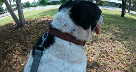 A Dog on the Leash Vídeo Stock 141173220