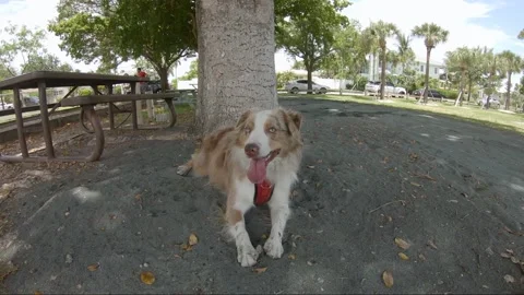 A dog on a leash Stock Footage 155356089