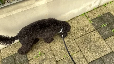 Dog on a leash Stock Footage 221587647