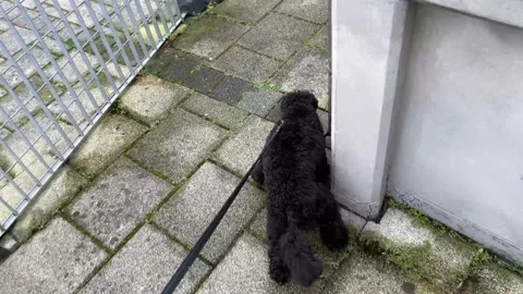Dog on a leash Video stock 230082814