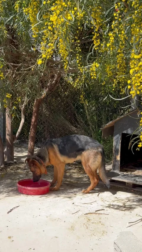 Dog on a leash Stock Footage 304889821