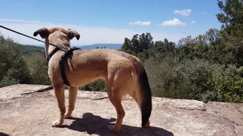 Dog on a leash in front of panoramic view Stock Footage 202073354