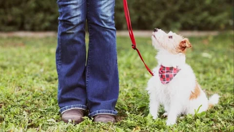 Dog on leash looking at her trainer who teaching her to sit and wait Stock Footage 300168121