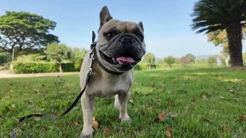 Dog on leash panting at field. 库存影片 259946373