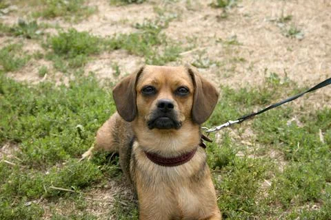 Dog on a leash in the park. Selective focus on the dog Stock Photos