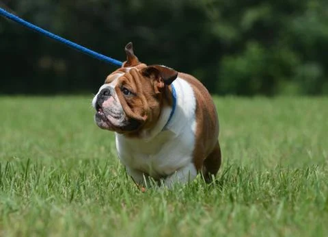 Dog on leash Stock Photos