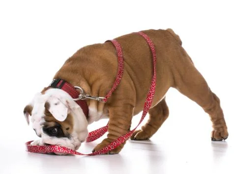 Dog on a leash Stock Photos