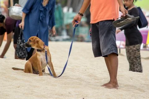 Dog on a leash Stock Photos