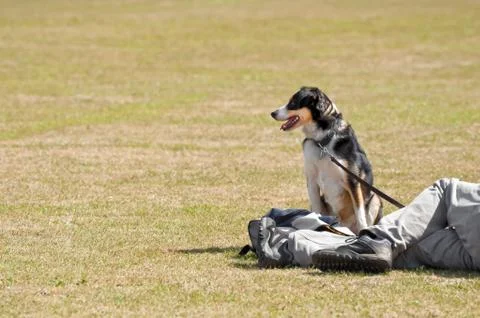 Dog on a leash Stock Photos
