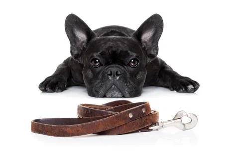 Dog with leash Stock Photos