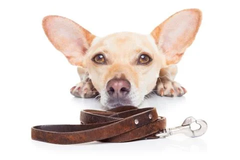 Dog with leash Foto stock