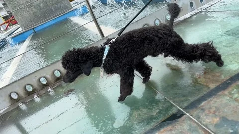 Dog on leash pulls Stock Footage 230082862