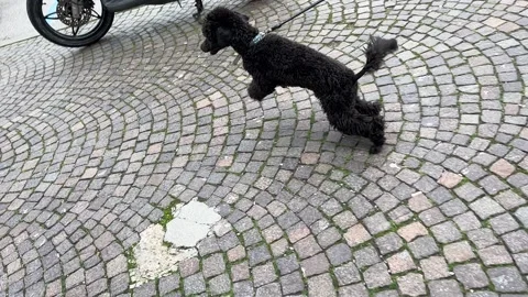 Dog on leash runs pulling Video stock 230297804