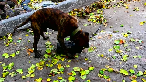 Dog on a leash staffy terrier plays in the yard with cobblestone Stock Footage
