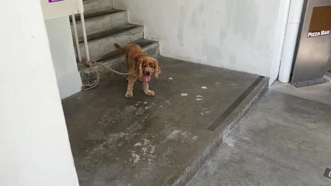 A Dog on Leash Waiting for Owner Stock Footage 168657664