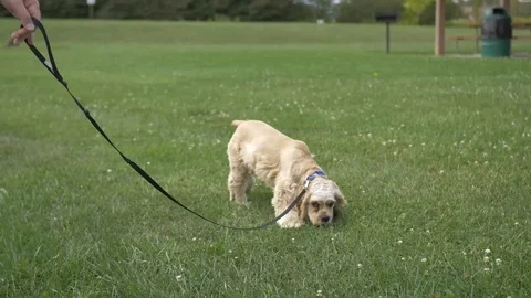 Dog on Leash Walking Through Grass Stock Footage 100991405