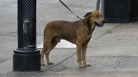 Dog leashed on street Stock Footage 54865509