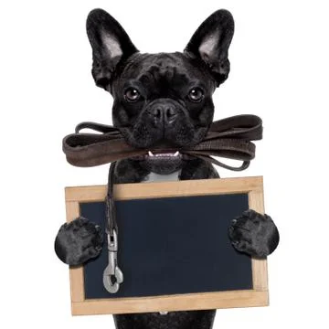 Dog leather leash Foto stock