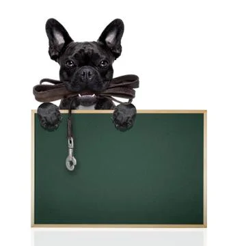 Dog leather leash Foto stock