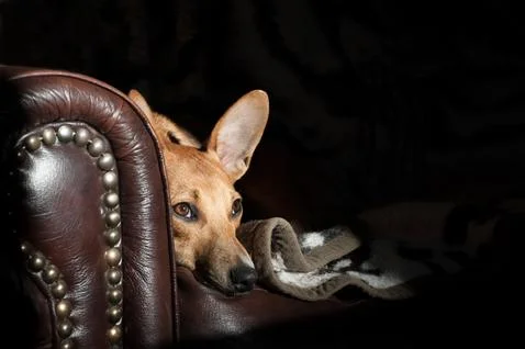 Dog on a leather sofa Stock Photos