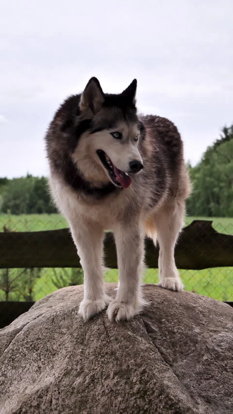 Dog leaves the stone. Background is the wild meadow behind the wire fence. 動画素材 277464310
